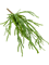 Rhipsalis pandora Bush - Foto 56864