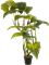 Colocasia Bush - Foto 56887