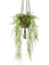 Asparagus plumosus Bush (15 lvs.) - Foto 56905
