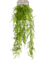 Asparagus plumosus Hanging Bush - Foto 56906