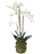 Phalaenopsis White - Foto 56944