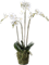 Phalaenopsis White - Foto 56945
