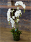 Phalaenopsis White - Foto 56946
