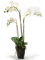 Phalaenopsis White - Foto 56947