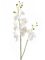 Phalaenopsis White - Foto 56952