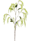 Amaranthus Branch - Foto 56963