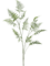 Asparagus Branch Green - Foto 56968