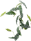 Begonia maculata Branch - Foto 56976