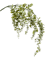 Eucalypthus Hanging Vine - Foto 57003
