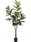 Ficus elastica Branched (65 lvs.) - Foto 57014
