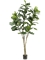Ficus lyrata Branched (89 lvs.) - Foto 57017