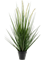 Grass Alopecurus Bush - Foto 57021