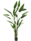 Heliconia Tuft (32 lvs.) - Foto 57045
