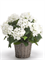 Hydrangea Bush White - Foto 57051