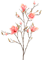 Magnolia Branch Pink - Foto 57063