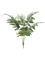 Phlebodium Hanging Bush - Foto 57086
