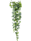 Scindapsus pictus Hanging Bush - Foto 57096