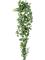 Scindapsus pictus Hanging Bush - Foto 57097