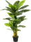 Spathiphyllum Tuft (3x) - Foto 57100