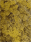 Reindeer moss Lemon Yellow (6 windowbox = ca. 0,45 m2) - Foto 57138