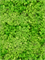 Reindeer moss Light Grass Green (bulk ca. 0,45 m2) - Foto 57139
