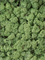 Reindeer moss Medium Green (bulk ca. 0,45 m2) - Foto 57142