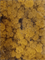 Reindeer moss Yellow (6 windowbox = ca. 0,45 m2) - Foto 57154
