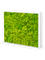 Moss Divider MDF Ral 9010 Satingloss Two-sided Reindeer moss(Spring green) - Foto 57164
