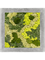 Moss Painting Polystone Raw Grey 30% Ball moss 70% Reindeer moss Mix) - Foto 57179