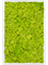 Moss Painting Aluminum 100% Reindeer moss (Spring green) 60-40-6 - Foto 57225