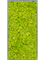 Moss Painting MDF RAL 7016 Satin Gloss 100% Reindeer moss (Spring green) - Foto 57285