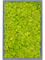 Moss Painting MDF RAL 7016 Satin Gloss 100% Reindeer Moss (Spring green) 60-40-6 - Foto 57286