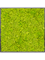 Moss Painting MDF RAL 9005 Satin Gloss 100% Reindeer moss (Spring green) - Foto 57314