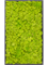 Moss Painting MDF RAL 9005 Satin Gloss 100% Reindeer Moss (Spring green) - Foto 57316