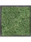 Moss Painting MDF RAL 9005 Satin Gloss 100% Reindeer moss (Moss green) 40-40-6 - Foto 57419
