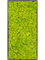 Moss Painting MDF RAL 9005 Satin Gloss 100% Reindeer moss (Spring green) - Foto 57420