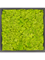 Moss Painting MDF RAL 9005 Satin Gloss 100% Reindeer moss (Spring green) - Foto 57422