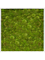 Moss Painting MDF RAL 9010 Satin Gloss 100% Ball Moss - Foto 57429