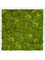Moss Painting MDF RAL 9010 Satin Gloss 100% Ball Moss - Foto 57430