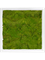 Moss Painting MDF RAL 9010 Satin Gloss 100% Flat Moss - Foto 57436