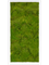 Moss Painting MDF RAL 9010 Satin Gloss 100% Flat Moss - Foto 57438
