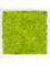 Moss Painting MDF RAL 9010 Satin Gloss 100% Reindeer Moss (Spring green) - Foto 57444