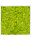 Moss Painting MDF RAL 9010 Satin Gloss 100% Reindeer Moss (Spring green) - Foto 57445