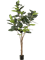 Ficus elastica Branched (89 lvs.) - Foto 57468