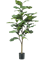 Ficus lyrata Branched (39 lvs.) - Foto 57469