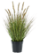 Grass Pennisetum Tuft - Foto 57474