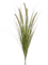Grass Pennisetum Tuft (5 fl.) - Foto 57491