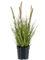 Grass Pennisetum Tuft - Foto 57493