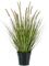 Grass Pennisetum Tuft - Foto 57494