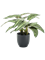Calathea zebrina Bush - Foto 57506